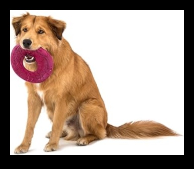 Doggy Disc Dash: Jucând frisbee cu câini energici
