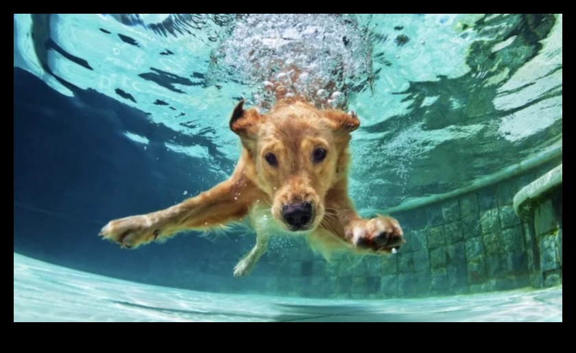 Puppy Pool Paw-ty Continuare: Adăugarea de jocuri de apă pentru câini