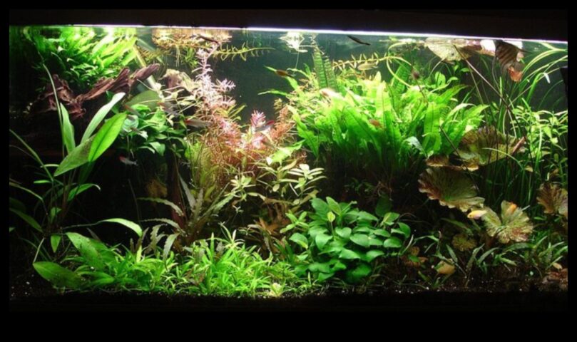 Fish Tank Zen a continuat să încorporeze tehnici de relaxare Aquascaping