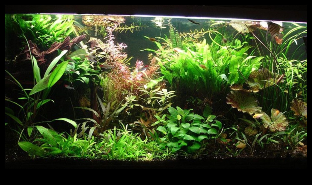 Fish Tank Zen Continuare: Încorporarea tehnicilor de relaxare Aquascaping