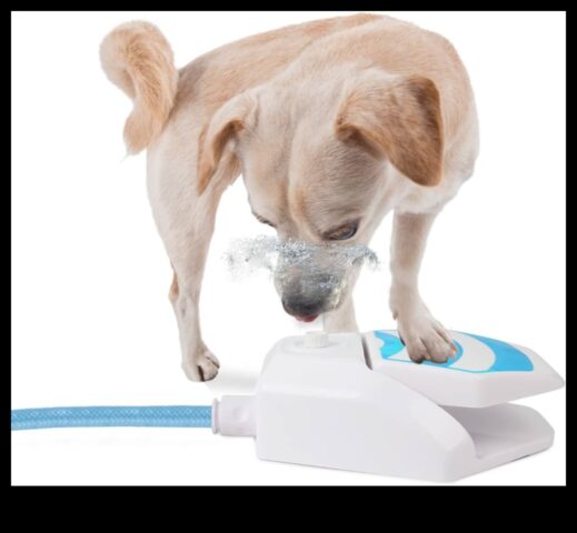Puppy Pool Paw-ty a continuat să se răcească cu aceste 5 jocuri de apă pentru câini